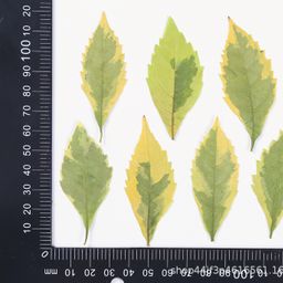 thumbnail for Fake forsythia dried flower embossed pressed flower nail beauty material natural real flower herbarium dripping glue handmade material