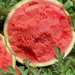 thumbnail for Seedless Ice Sugar Watermelon Seeds for Potted Plants 8424 Southern Seeds, Packaged for Germination, Suitable for Balcony Planting
