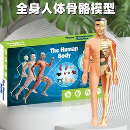 thumbnail for Pregnant Women's Anatomical Model Toys suit Human Organs and Bones Students Early Education Educational Diy Assembled Science and Education Toys